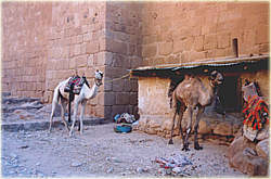 Kamele an der Klostermauer