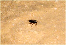 Ein einsamer Skarab&auml;us nachts in der W&uuml;ste